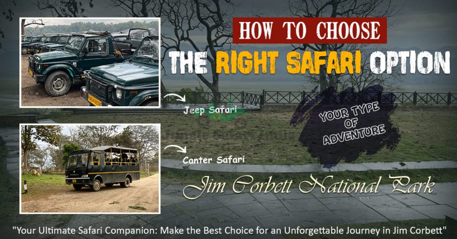 How To Choose The Right Safari Option In Jim Corbett