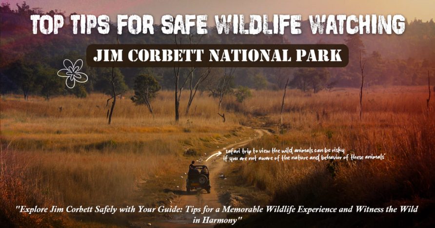 Top Tips For Safe Wildlife Watching In Jim Corbett National Park