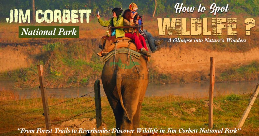 How To Spot Wildlife In Jim Corbett National Park