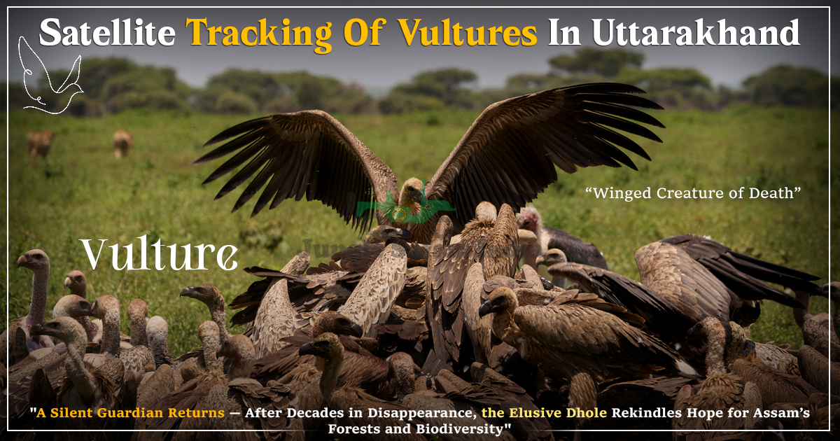 Satellite Tracking Of Vultures In Uttarakhand