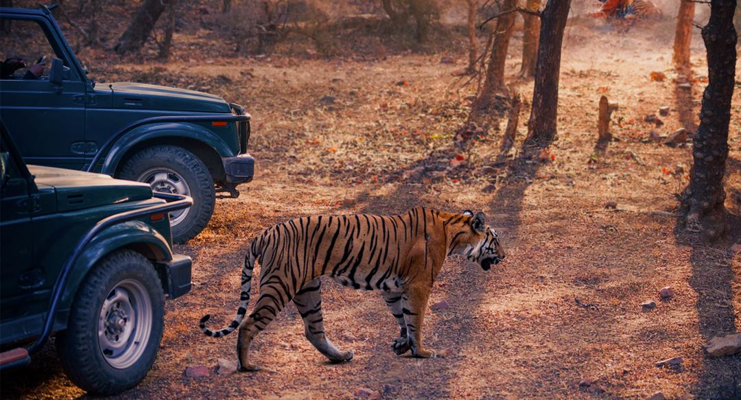 About Jungle Safari India Jim Corbett travel assistance agency