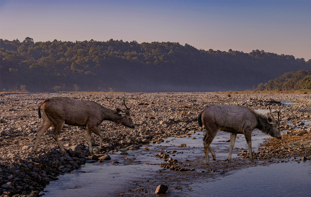 Couple in Jim corbett national park