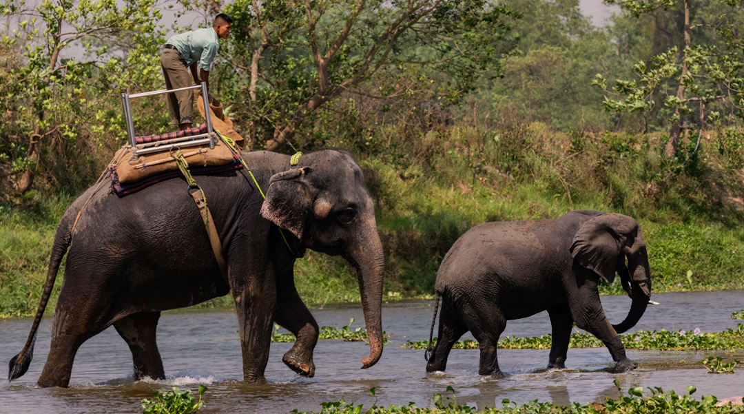 Best Areas to Stay Around Corbett