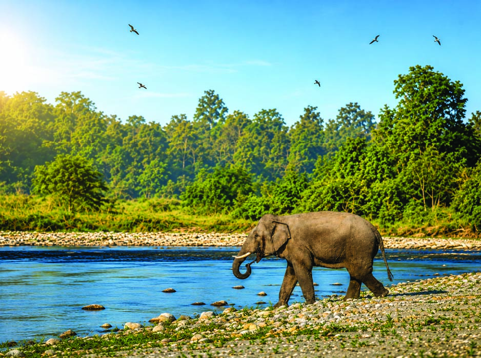 Gypsy Safari