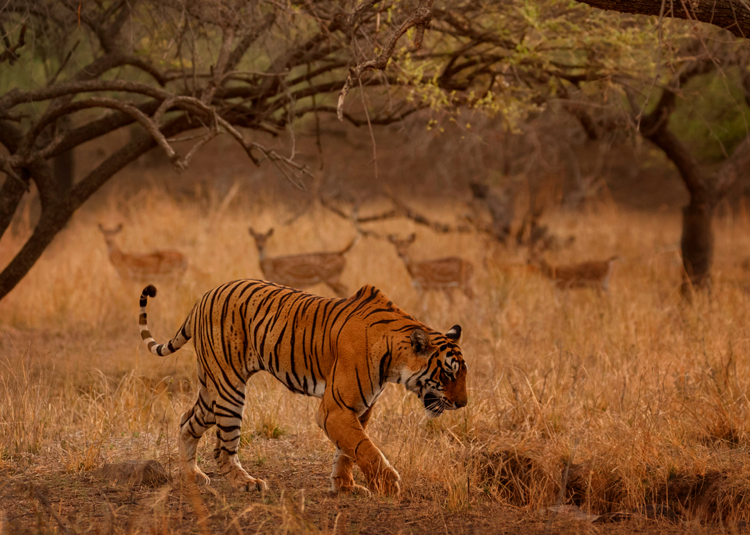 Canter safari in Jim Corbett