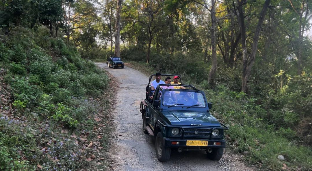 Go on a Wildlife Safari