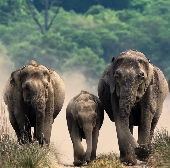 Jim Corbett Elephant Booking