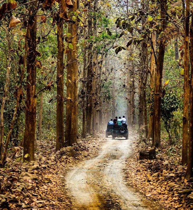 jim corbett safari in rain